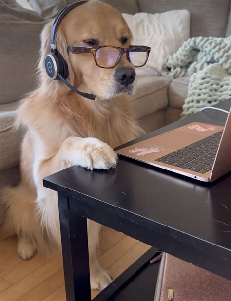 Cute Dog with Headphones and Glasses