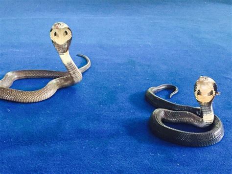 MAE SA SNAKE FARM (2026) All You Need to Know BEFORE You Go (with ...