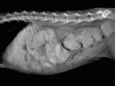 Veterinary Key Points: Idiopathic Megacolon in Cats: Let's Get This ...