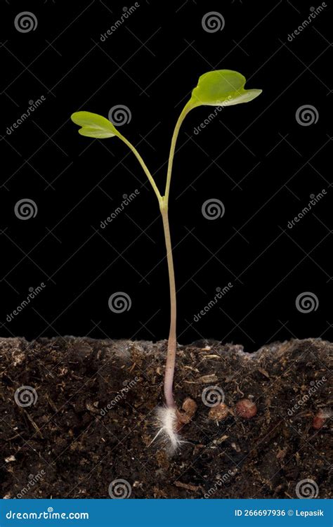 Radish Seed Pods Radish-plant Green Pod Edible Vegetable Food A Silique ...