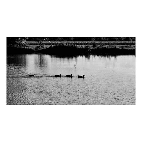 D'Artagnan, Athos, Porthos, Aramis | Yo Gyurova | Flickr