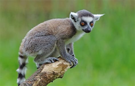 Wallpaper look, pose, tree, legs, lemur, face, cub, green background ...