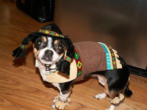 5 Things to Know Before Getting an Indian Chihuahua