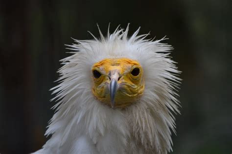 Endangered Birds List