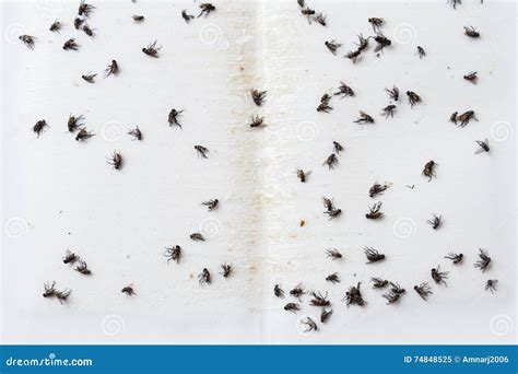 Flies Caught on Sticky Fly Paper Trap Stock Image - Image of closeup ...