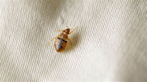 What is the main cause of bedbugs? Pest experts explain | Homes and Gardens