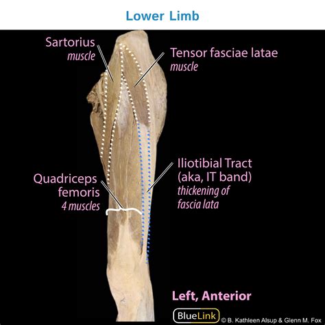 Anterior Leg Muscles Cadaver