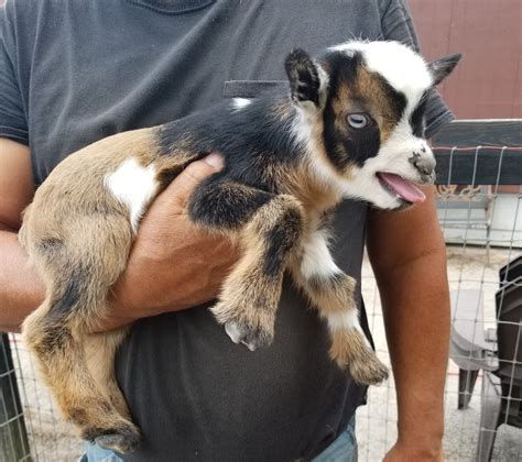 Miniature Nigerian Dwarf Goats - Tanglewood Farm Miniatures