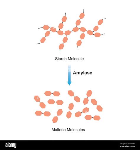 Amylase And Lipase