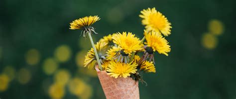 Download wallpaper 2560x1080 dandelions, flowers, horn, hand dual wide ...