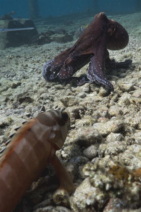 Predators Of Octopus