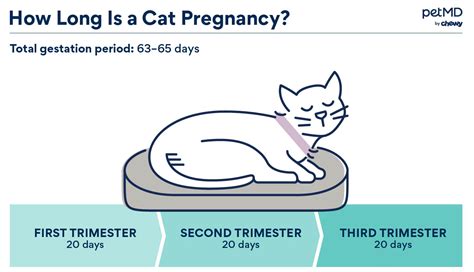 Cat Pregnancy: Signs, Stages and Care | PetMD