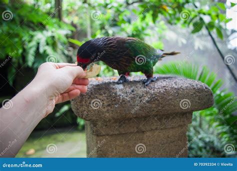 Green Parrot, Wildlife in Bali Birds Park Stock Photo - Image of cassowary, white: 70392334