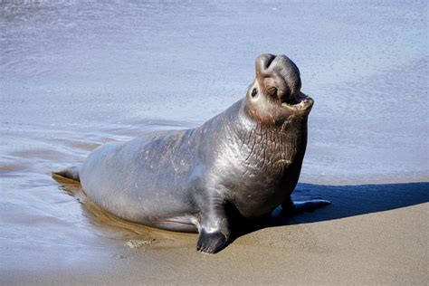 Elephant seals prioritize survival over reproduction - Earth.com