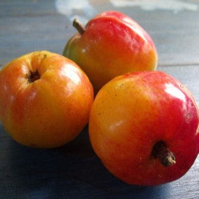 Chiapas Mombin Fruit Plant (Spondias purpurea) – veliyathgardens