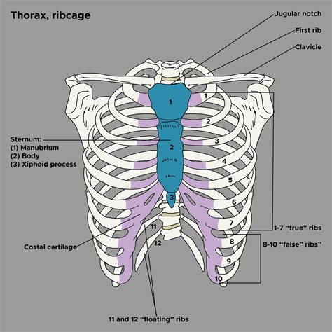 Anatomy, Thorax, Wall Movements | Treatment & Management | Point of Care