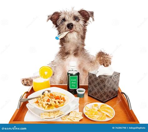 Sick as a Dog stock photo. Image of recover, chicken - 76286798