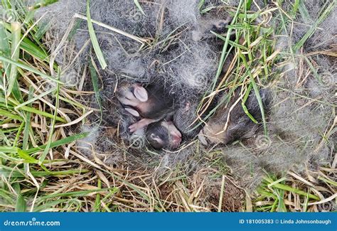 Nest of Newborn Wild Rabbits Stock Image - Image of litter, sleeping: 181005383