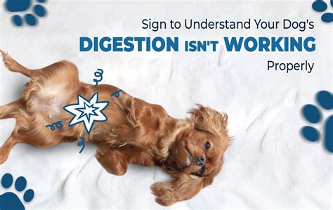 Signs to understand your dog's digestion isn't working properly