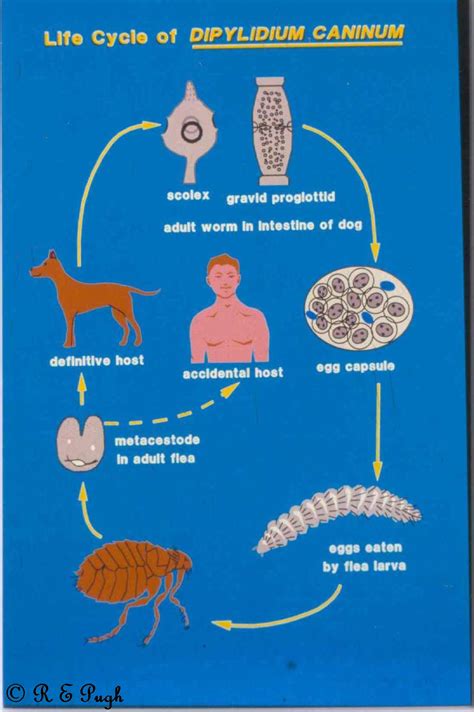 Flea Tapeworm Life Cycle