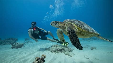Oahu Coral Reef Diving - Honolulu - From $159 - Waikiki Adventures