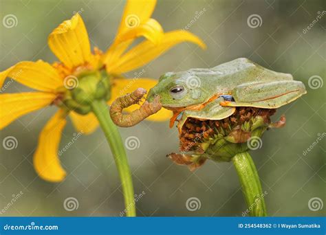 Image result for Tree Frog Catching