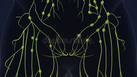 Image result for Animation On Lymphatic System