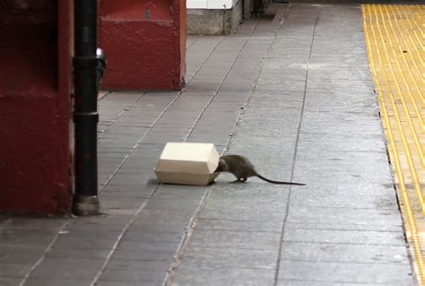 Rats in cities like New York and DC are on the rise — here’s why | Vox