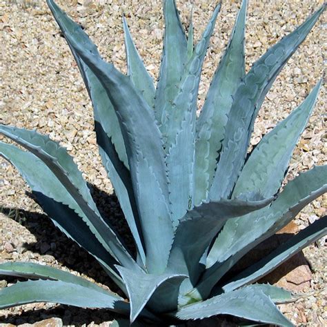 Blue Agave Agave Tequilana Agave Azul Live Plant Agave - Etsy