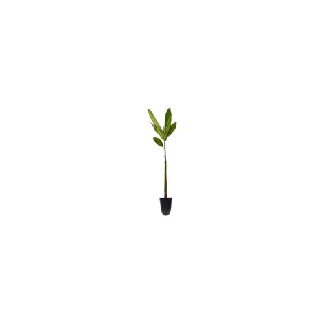 40 Seedling) Red Mangrove Seedling | Rhizophora | Ubuy India