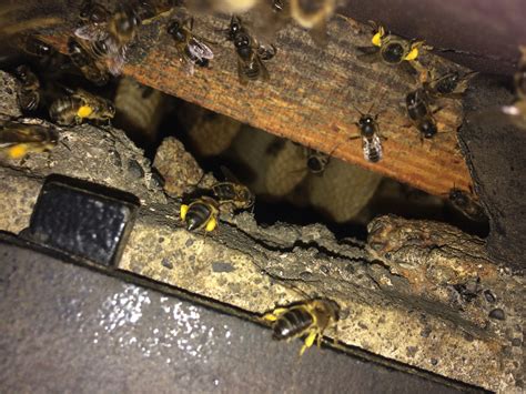 Image result for Bee Algorithm GIF