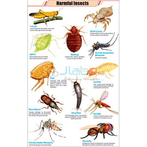 Harmful Insects Chart India, Harmful Insects Chart Manufacturer ...