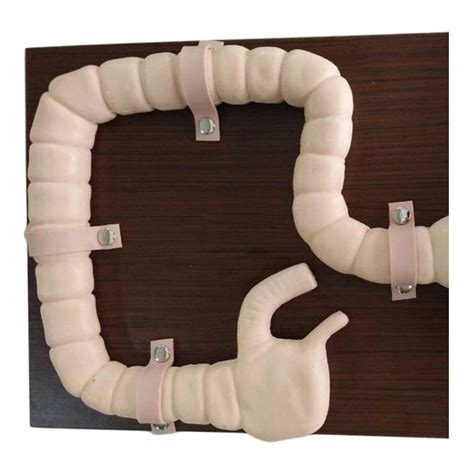 ExkaTe Colonoscopy Examination ModelIntestine Model Human India | Ubuy