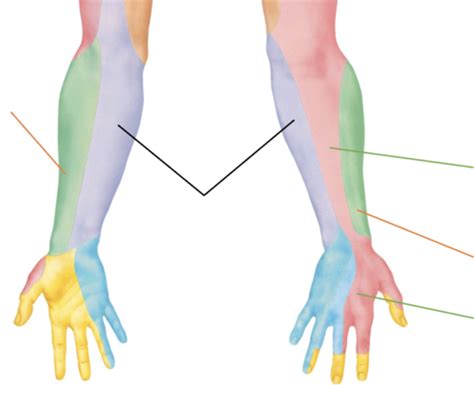 Image result for Contralateral Forearm