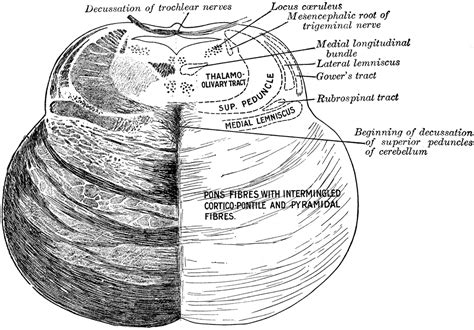 Image result for Pons Function
