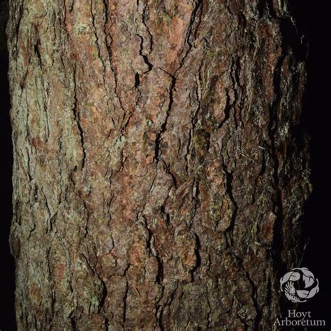Larix potaninii - Chinese Larch | Hoyt Arboretum, Portland, Oregon, USA
