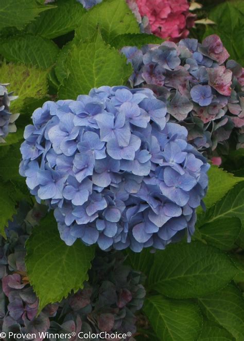 Cityline® Vienna - Bigleaf Hydrangea - Hydrangea macrophylla | Proven ...