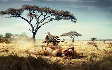 Wild Nature 的图像结果