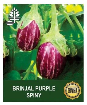 Brinjal Purple spiny
