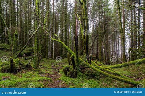 Scenic Shot of a Dense Forest Covered in Bright Green Moss Stock Image - Image of trees ...