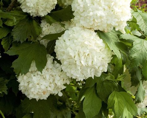 Japanese Snowball Bush
