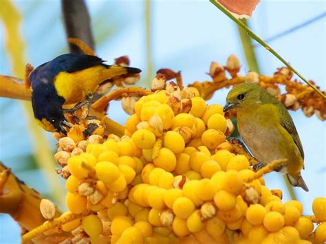 Trinidad Euphonia - eBird