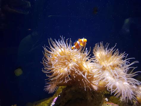 Does 42 Wallaby Way Sydney Exist? (And Who Is P.Sherman?)