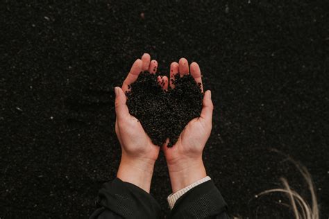 Can You Grow a Cherry Tree From a Pit? (How to Plant Cherry Seeds Step ...