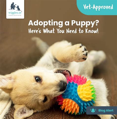 Adopting a Puppy? - Here's What You Need to Know!