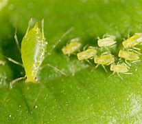 aphids 的图像结果