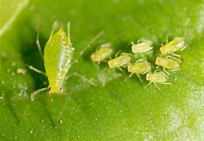 aphid 的图像结果