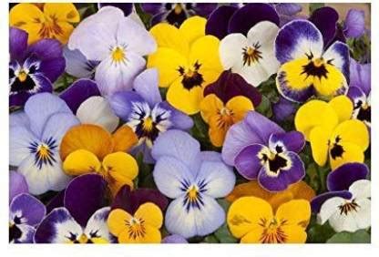 KANAYA Premium Pansy Flower Seed Price in India - Buy KANAYA Premium ...