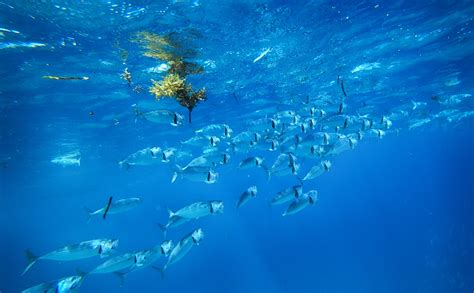 TRIPNETT – Tripnett