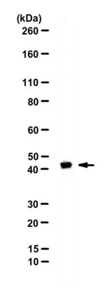 Anti-DOM3Z Antibody | ABE1306